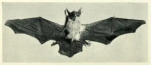 Bat